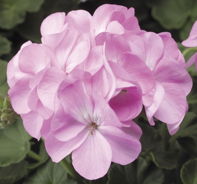 Sardunya Tohumu ( Büyük Çiçek, Kokulu Yaprak ) Leylak Renkli – Yetiştirme, Bakım ve Sulama İpuçları sardunya