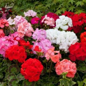 Sardunya Tohumu ( Büyük Çiçek, Kokulu Yaprak ) Karışık Renkli - 5 Tohum