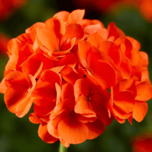 Sardunya Tohumu ( Büyük Çiçek, Kokulu Yaprak ) Turuncu Renkli - 5 Tohum