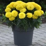 Kadife Çiçeği Tohumu ( İri Çiçekli Uzun Boylu ) Sarı Renkli - 5 Tohum