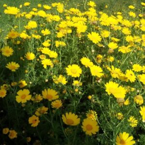 Sarı papatya tohumu bakımı