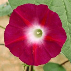 SARMAŞIK ( ÇOKLU TOHUM ) - 50 Tohum - KIRMIZI Renk