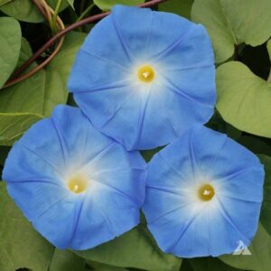 SARMAŞIK ( ÇOKLU TOHUM ) - 50 Tohum - MAVİ Renk