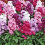 Şebboy Çiçeği Tohumu ( Katmerli Keskin Kokulu ) Karışık Renkli - 10 Tohum