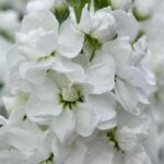 Şebboy Tohumu ( Kokulu Çok Uzun Boylu ) - Beyaz Renkli - 10 Tohum