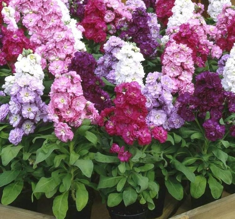 katlı şebboy tohumu çeşitleri