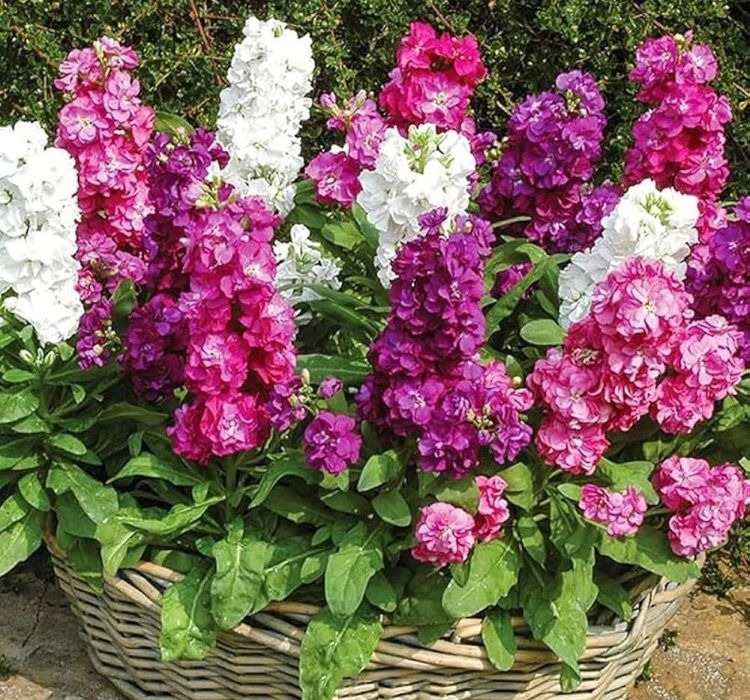 katlı şebboy tohumu çeşitleri - 1