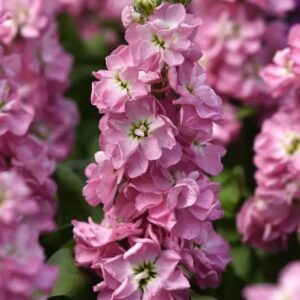 Şebboy Tohumu ( Kokulu Çok Uzun Boylu ) - Kırmızı Renkli - 10 Tohum