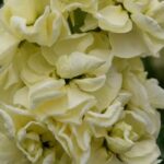 Şebboy Tohumu ( Kokulu Çok Uzun Boylu ) - Sarı Renkli - 10 Tohum