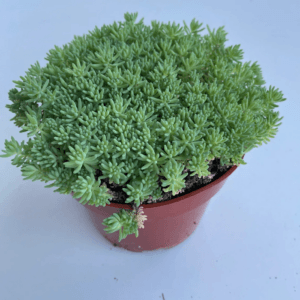 Sedum Tohumu ( İri Damarlı Yapraklar ) Yeşil Renkli - 15 Tohum
