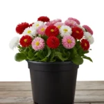 Şeker Papatya Karışık Renk - Saksılık 10 Tohum