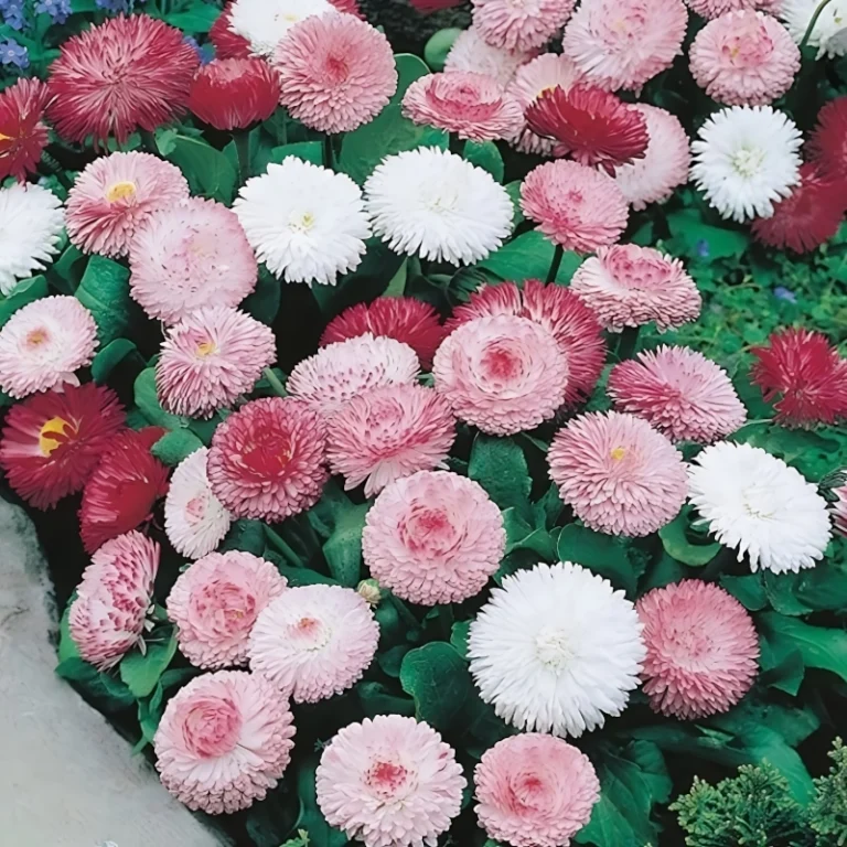 Şeker Papatya Pembe Renk Tohumları ile Bahçenizi Renkli Hale Getirin - 2