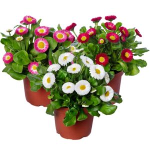 ŞEKER TABAĞI ( ÇOKLU TOHUM ) - 150 Tohum - KARIŞIK Renk