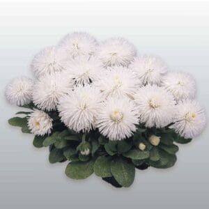 Şeker Papatya Tohumu ( Katmerli ) Beyaz Renkli - 20 Tohum