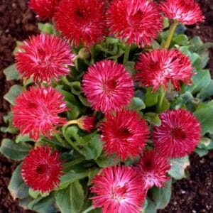 Şeker Papatya Tohumu ( Katmerli ) Kırmızı Renkli - 20 Tohum