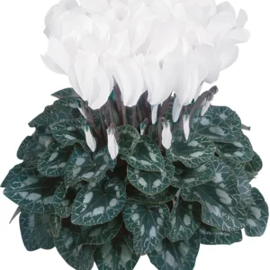 Siklamen Beyaz Renk - Saksılık 5 Tohum