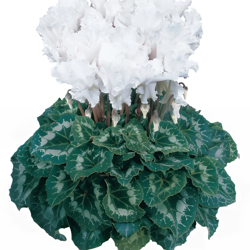 Siklamen Dalgalı Kenar Beyaz Renk – Özellikleri ve Pratik Bakım Rehberi Siklamen Dalgalı Kenar Beyaz Renk Tohumu