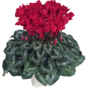 Siklamen Dalgalı Kenar Kırmızı Renk Tohumu