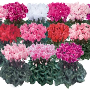 Siklamen Dalgalı Kenar Karışık Renk - Saksılık 5 Tohum