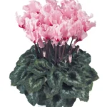 Siklamen Dalgalı Kenar Pembe Renk - Saksılık 5 Tohum