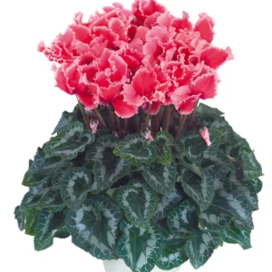 Siklamen Dalgalı Kenar Somon Renk - Saksılık 5 Tohum