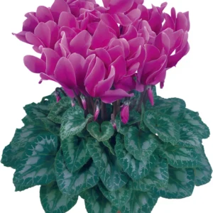 Siklamen Mor Renk - Saksılık 5 Tohum