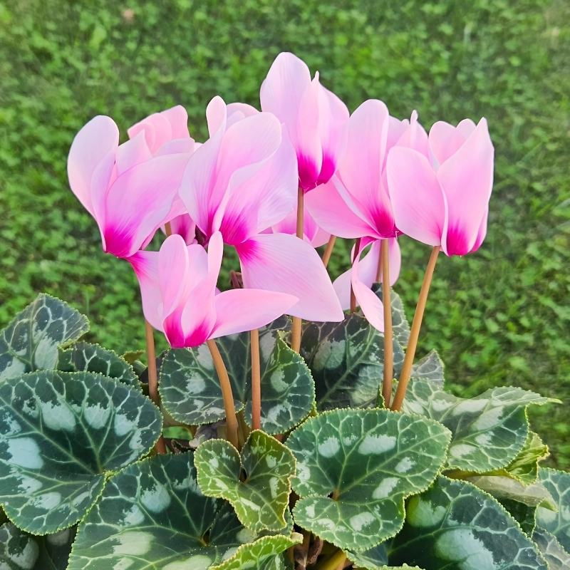 Siklamen pembe tohumları nasıl ekilir - 1