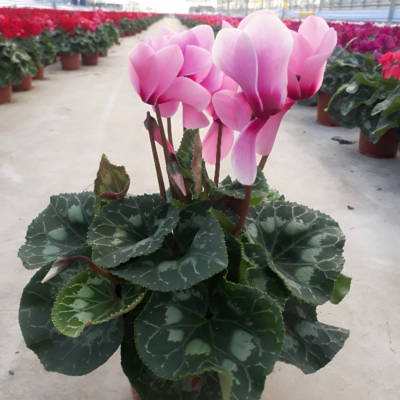 Siklamen pembe tohumları nasıl ekilir - 3