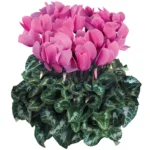 Siklamen Rose Renk - Saksılık 5 Tohum