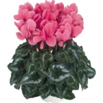 Siklamen Somon Renk - Saksılık 5 Tohum