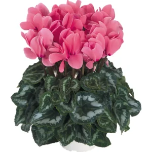 Siklamen Somon Renk - Saksılık 5 Tohum