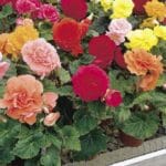 Begonya Tohumu ( Katmerli ) Karışık Renkli - 5 Tohum