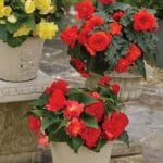 Begonya Tohumu ( Katmerli ) Kırmızı Renkli - 5 Tohum