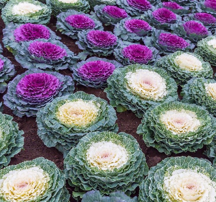 Süs Lahanası Tohumu ( Kıvırcık ) Karışık Renkli – Nasıl Yetiştirilir? Bakım ve Özellikleri Süs Lahanası Tohumu Karışık Renkli