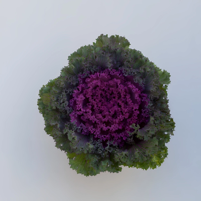 Süs Lahanası Kırmızı Renk – Özellikleri ve Pratik Bakım Rehberi