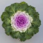 Süs Lahanası Pembe Renk - Saksılık 10 Tohum