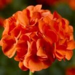 Sardunya Tohumu ( Büyük Top Çiçekli ) Turuncu Renkli - 5 Tohum