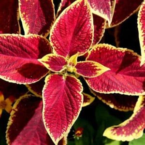 Yaprak Güzeli Tohumu ( Geniş Yaprak ) - Kırmızı Renkli - 20 Tohum