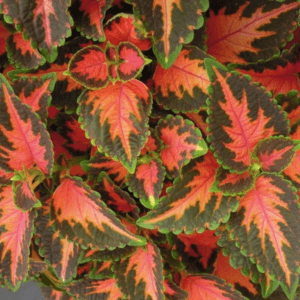 Yaprak Güzeli Tohumu Ekimi ve Bakımı