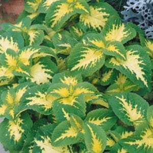 Yaprak Güzeli Tohumu ( Geniş Yaprak ) - Kırmızı Yeşil Beyaz - 20 Tohum