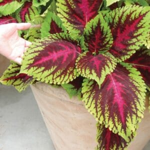 Yaprak Güzeli Tohumu ( Geniş Yaprak ) - Kırmızı Yeşil Renkli - 20 Tohum