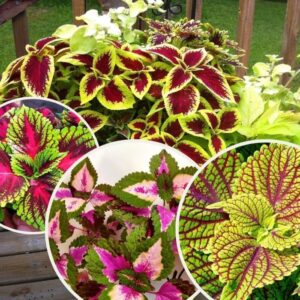 YAPRAK GÜZELİ ( ÇOKLU TOHUM ) - 150 Tohum - KARIŞIK Renk