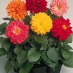 Yıldız  Dahlia Çiçeği Tohumu ( Bodur Mini Çiçekli ) Karışık Renkli - 5 tohum