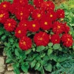 Yıldız Çiçeği Tohumu ( Bodur Çok Çiçekli ) Kırmızı Renkli - 10 Tohum