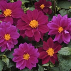 Yıldız Çiçeği Tohumu ( Bodur Çok Çiçekli ) Mor Renkli - 10 Tohum