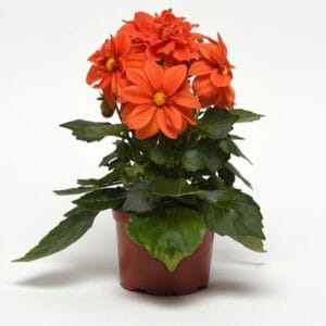 Yıldız Çiçeği Tohumu ( Bodur Çok Çiçekli ) Turuncu Renkli - 10 Tohum