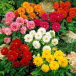 Yıldız Çiçeği Tohumu - Bodur Büyük Çiçek - Karışık Renk ( 10 Tohum )