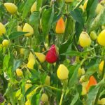 YUVARLAK SÜS BİBER ( ÇOKLU TOHUM ) - 3 Gram