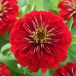 Zinnia ( Kirli Hanım ) Büyük Geniş Çiçekli - ALEV RENGİ ( 5 Tohum )