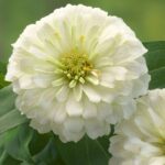 Zinnia ( Kirli Hanım ) Büyük Geniş Çiçekli - BEYAZ ( 5 Tohum )